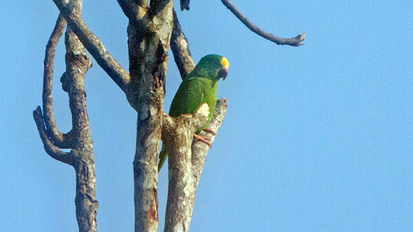 Tui Parakeet (Brotogeris sanctithomae)