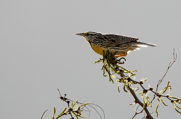 Eastern meadowlark (Sturnella magna)