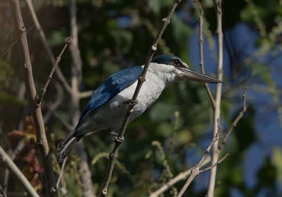 Collared kingfisher (Todiramphus chloris)