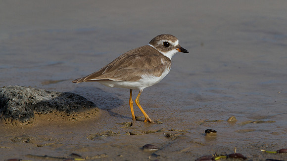 Semipalmated Plover (Charadrius semipalmatus)