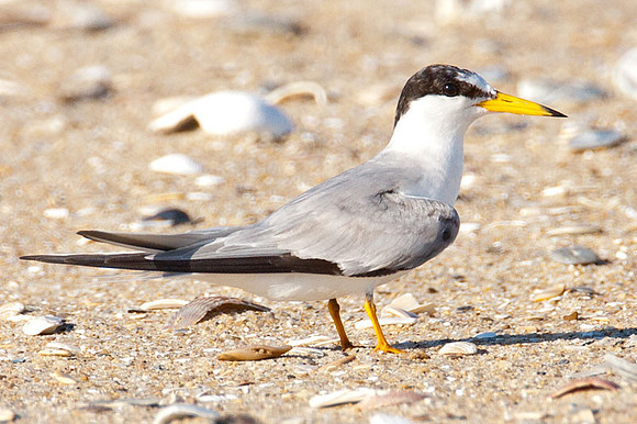 Least Tern (Sternula antillarum)