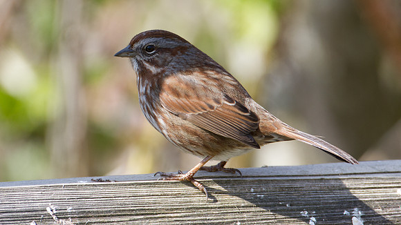 Song Sparrow ? (Melospiza melodia)