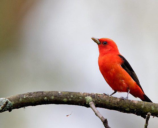 Scarlet tanager (Piranga olivacea)
