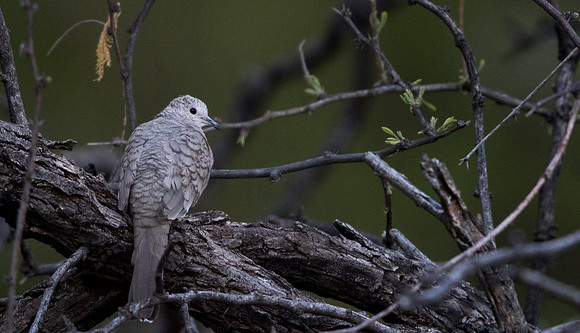 Inca dove (Columbina inca)