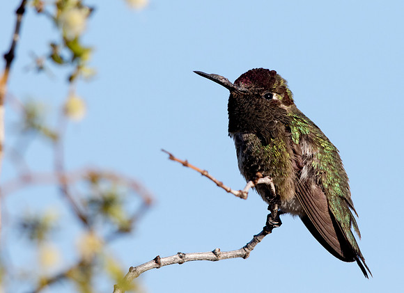 Costa's hummingbird (Calypte costae) Male