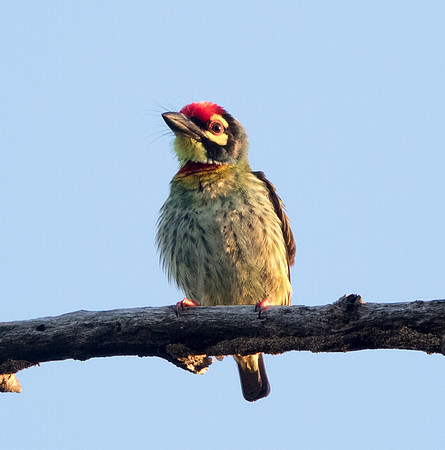 Coppersmith barbet (Psilopogon haemacephalus)