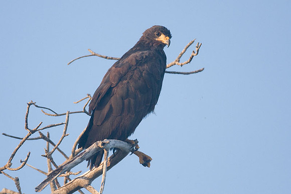 Common Black Hawk (Buteogallus anthracinus)
