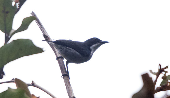 Red-keeled flowerpecker (Dicaeum australe)