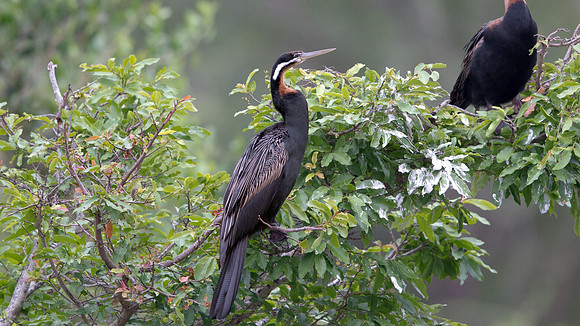 African Darter (Anhinga rufa ) Breeding Male