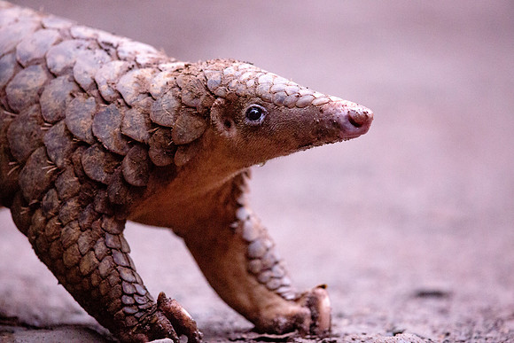 Sunda pangolin (Manis javanica)