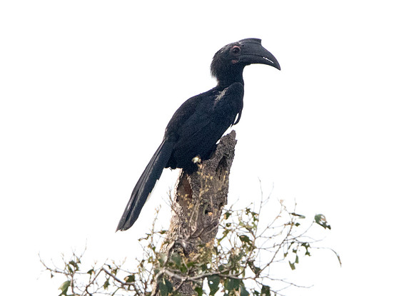 Black hornbill (Anthracoceros malayanus) Female
