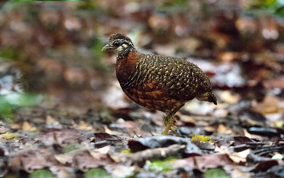 Chestnut-necklaced partridge (Arborophila charltonii)