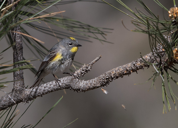 Yellow-rumped warbler (Setophaga coronata)