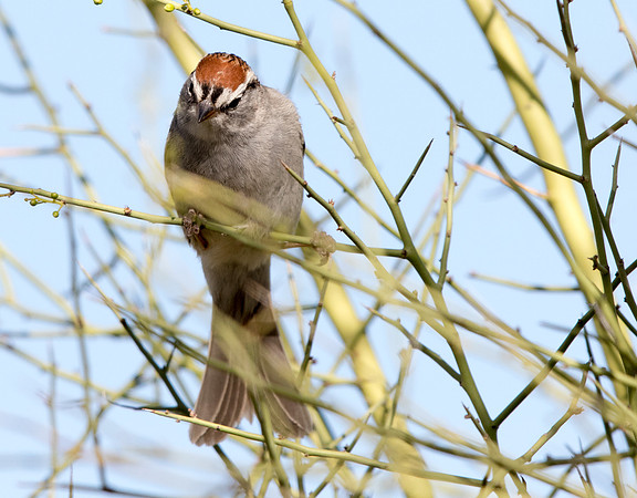 Chipping sparrow (Spizella passerina)