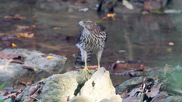 Cooper's Hawk - Juvenile