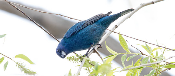 Indigo bunting (Passerina cyanea) Male