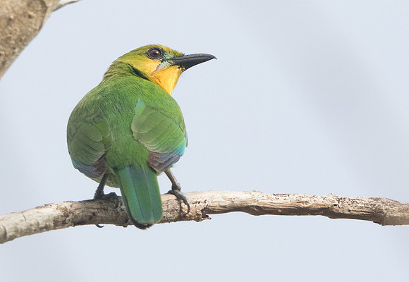 Yellow-throated leafbird (Chloropsis palawanensis)