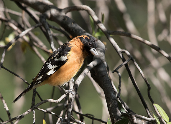 Black-headed grosbeak (Pheucticus melanocephalus)  Male