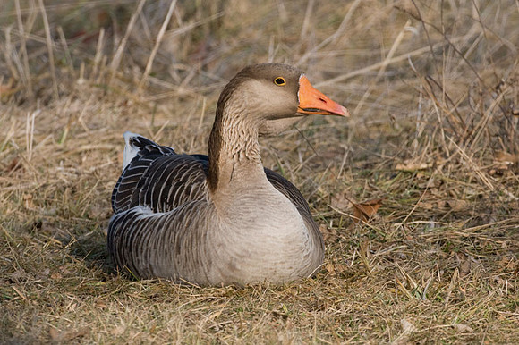Greylag Goose (Anser anser)
