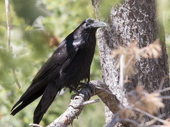 Common raven (Corvus corax)