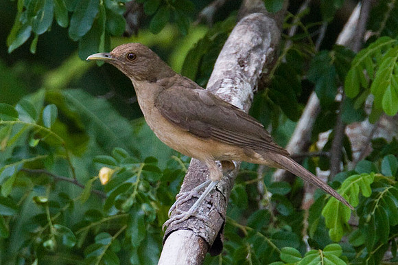 Clay-colored Thrush (Turdus grayi) female