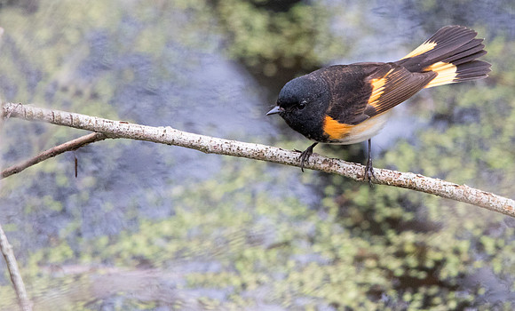 American redstart (Setophaga ruticilla) Male