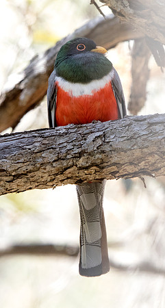 Elegant trogon (Trogon elegans) Male