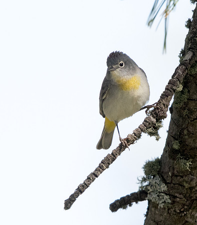 Virginia's warbler (Oreothlypis virginiae) Male
