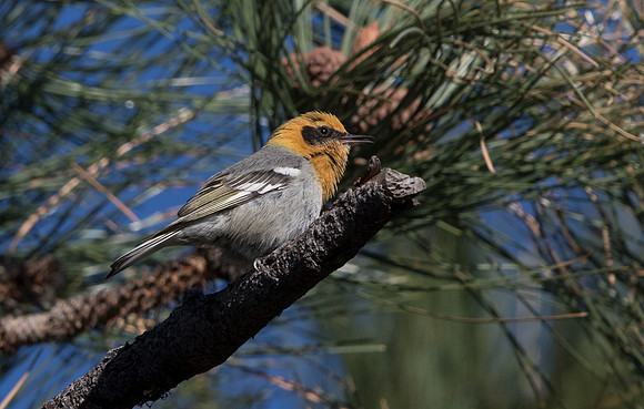Olive warbler (Peucedramus taeniatus)