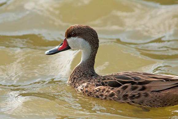 White-cheeked Pintail (Anas bahamensis)