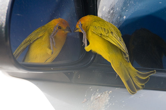 Saffron Finch (Sicalis flaveola)