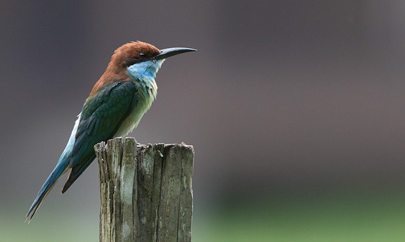 Blue-throated bee-eater (Merops viridis)