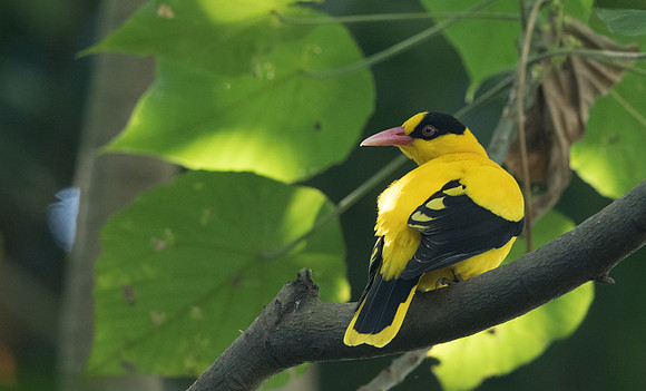 Black-naped oriole (Oriolus chinensis)