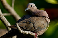 Eared Dove (Zenaida auriculata)