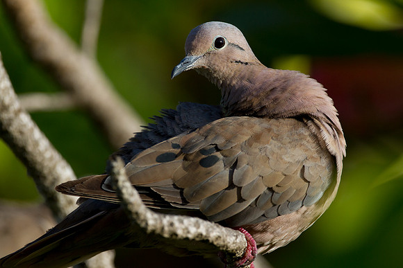 Eared Dove (Zenaida auriculata)