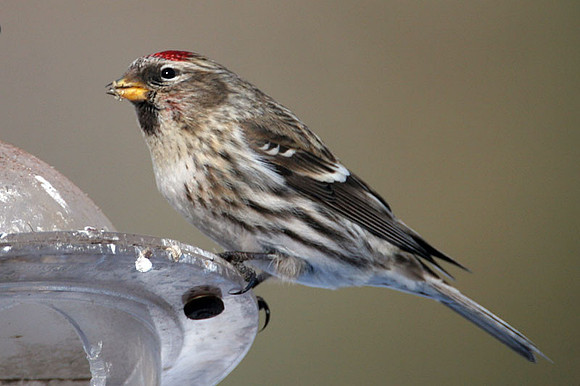 Common Redpoll (Carduelis flammea)