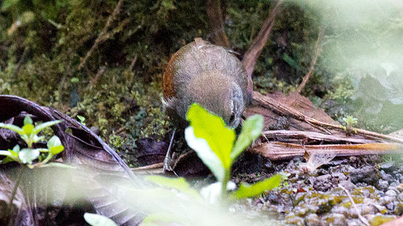 Dusky Spinetail (Synallaxis moesta)
