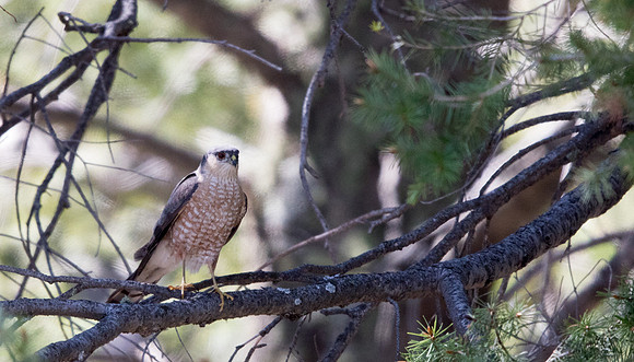 Cooper's hawk (Accipiter cooperii)