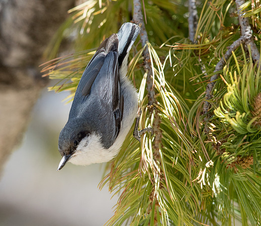 Pygmy nuthatch (Sitta pygmaea)