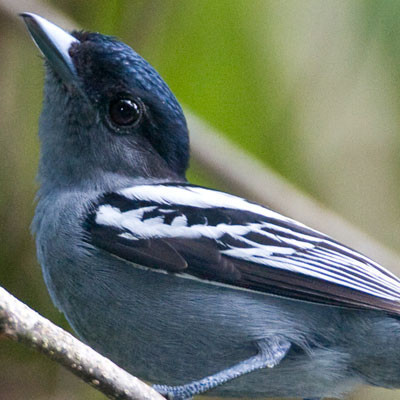 White-winged Becard (Pachyramphus polychopterus)