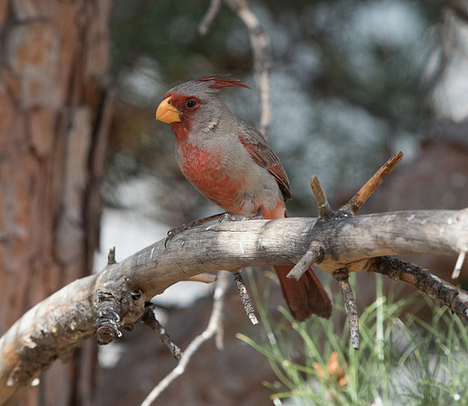 Pyrrhuloxia (Cardinalis sinuatus) Male
