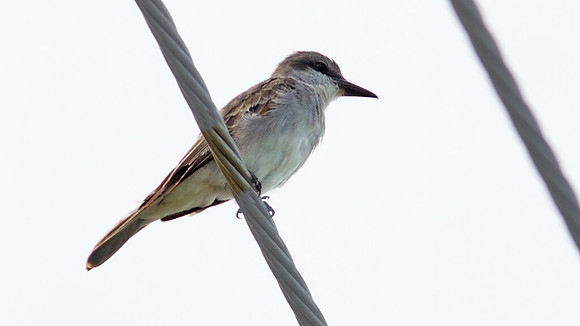 Gray Kingbird (Tyrannus dominicensis)