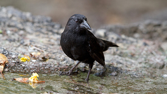 Common Cactus Finch or Small Cactus Finch (Geospiza scandens)