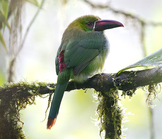 Crimson-rumped Toucanet (Aulacorhynchus haematopygus)