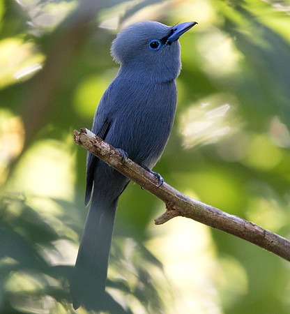 Blue paradise flycatcher (Terpsiphone cyanescens) Male