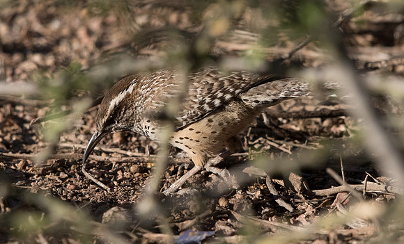 Cactus wren (Campylorhynchus brunneicapillus)