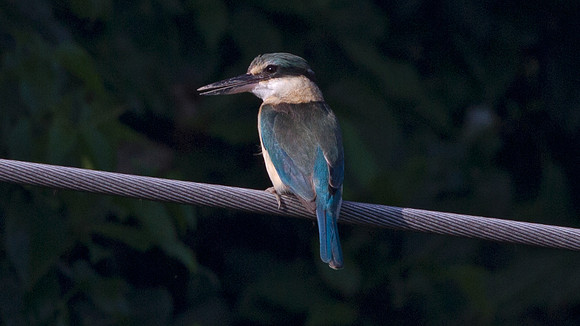 Sacred kingfisher (Todiramphus sanctus)