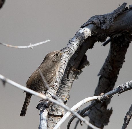House wren (Troglodytes aedon)