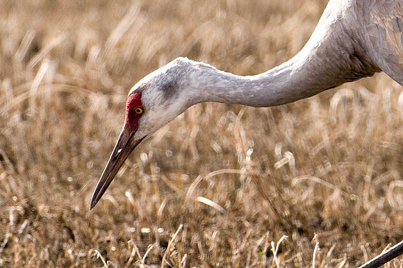 Sandhill Crane (Grus canadensis)