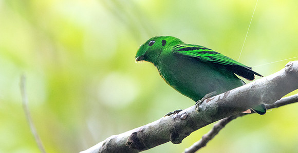 Green broadbill (Calyptomena viridis) Male